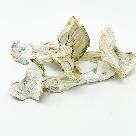Trippy Flip Official Blue Magnolia Mushroom a group of mushrooms on a white surface