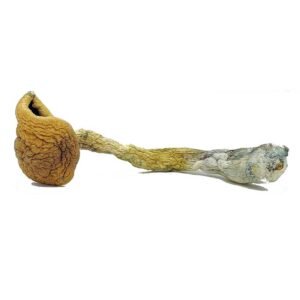 Golden Teachers Mushrooms